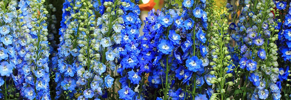 Blaue Ritterspornblüten in voller Blüte